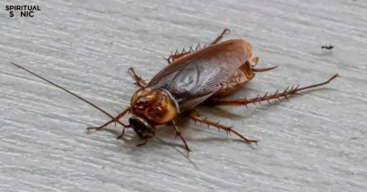 Spiritual Meanings Of A Cockroach Crawling On You