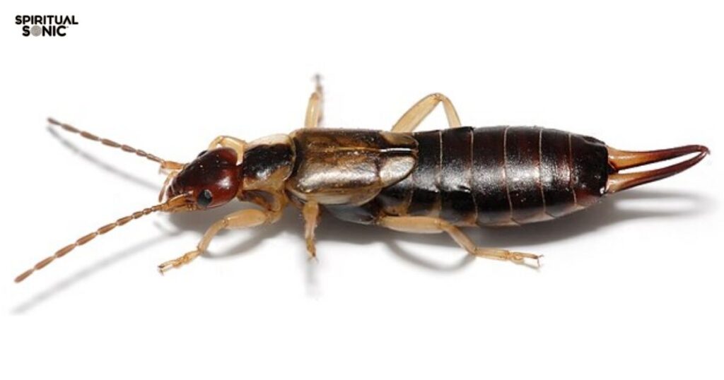 _Spiritual Meanings Of Earwigs 