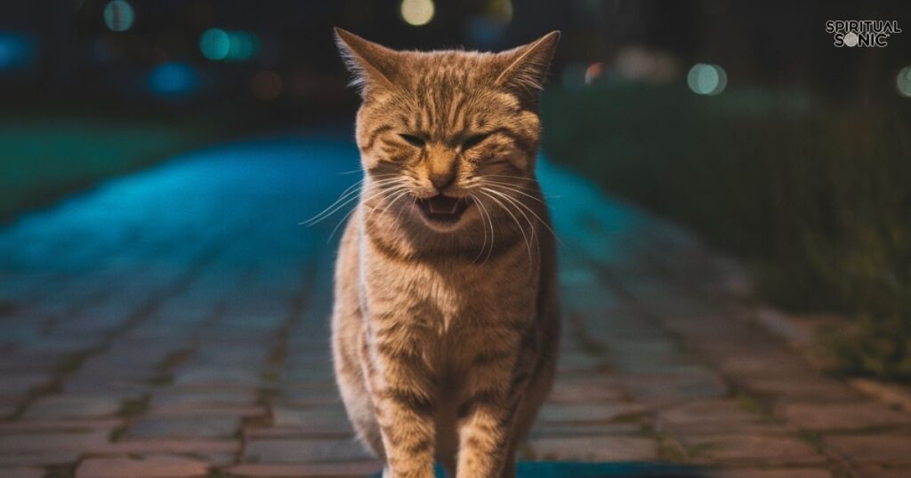 Spiritual Meanings Stray Cat Crying at Night 