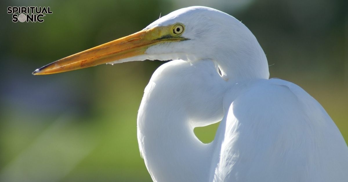 Spiritual Meanings and Symbolism of White Crane