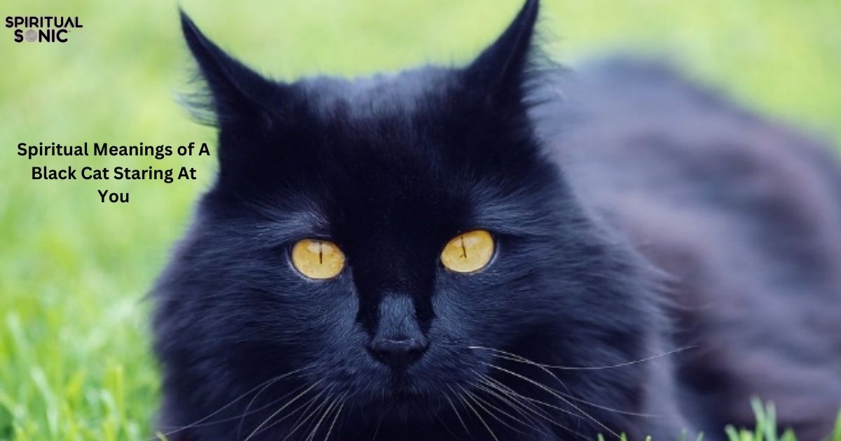 Spiritual Meanings of A Black Cat Staring At You