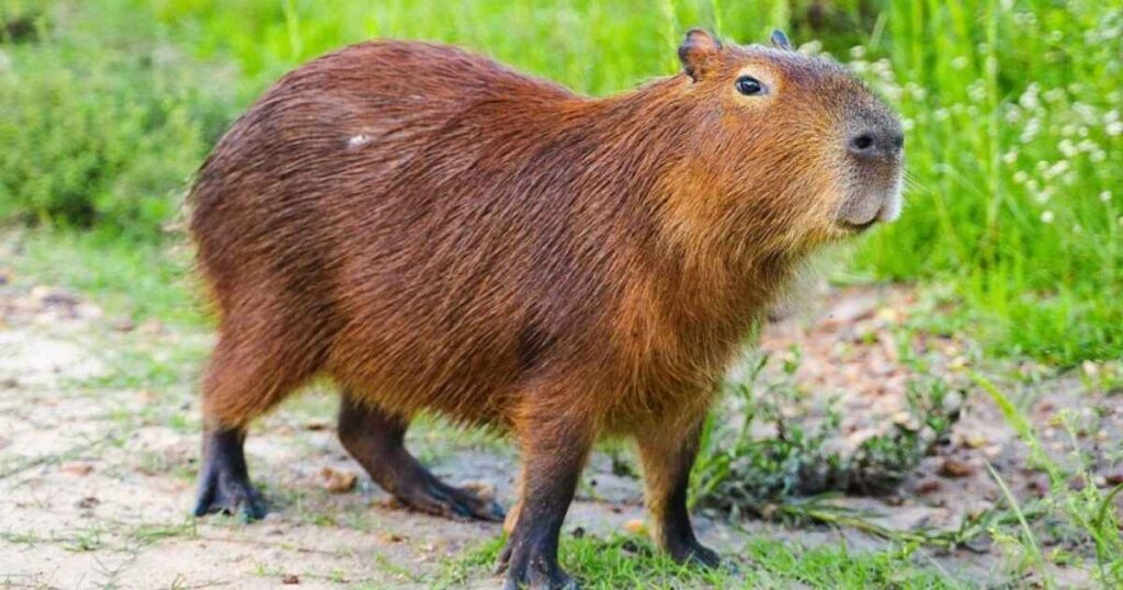 Capybara: Totem and Guide