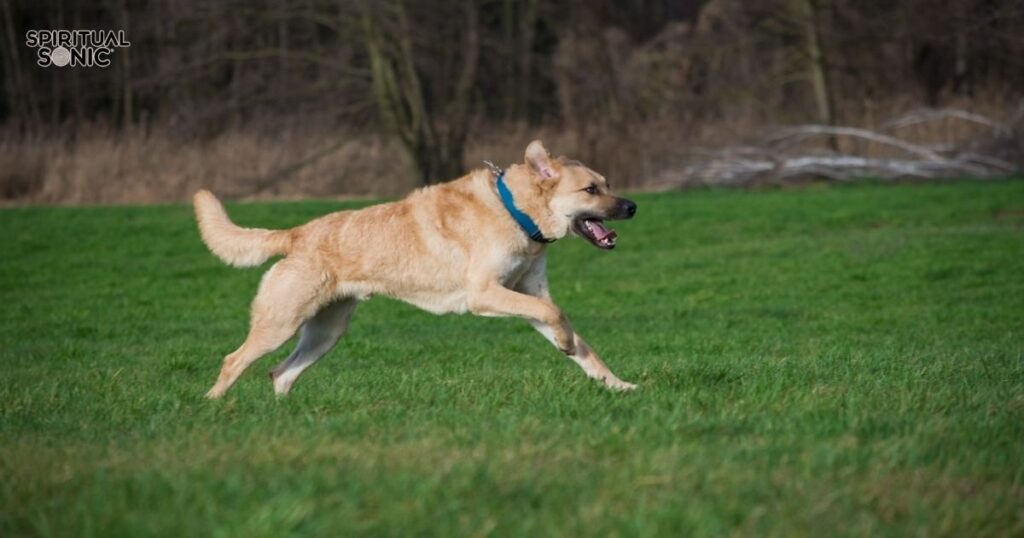 Spiritual Meanings of Dog Barking 