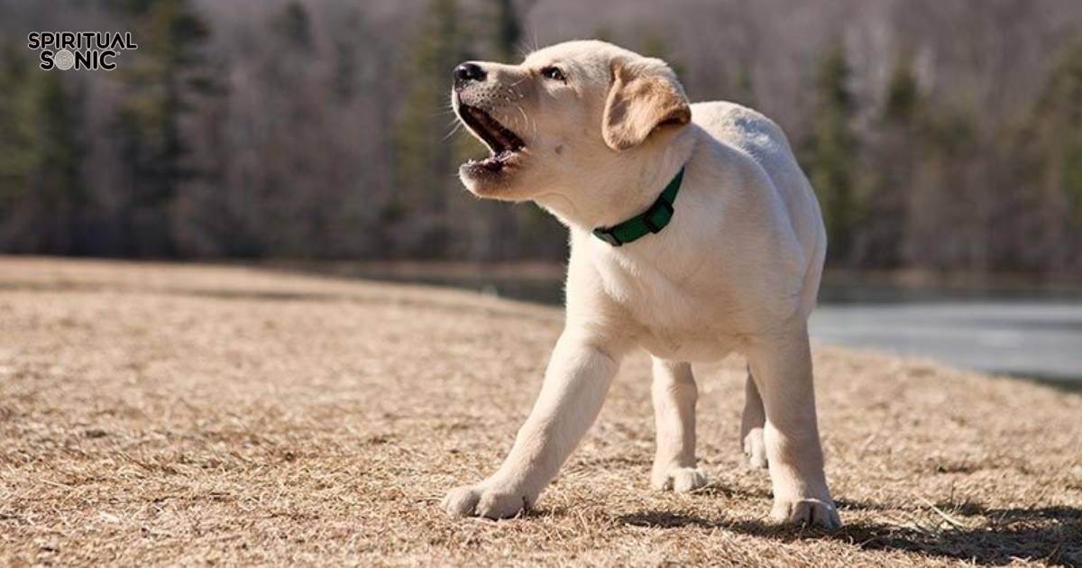 Spiritual Meanings of Dog Barking