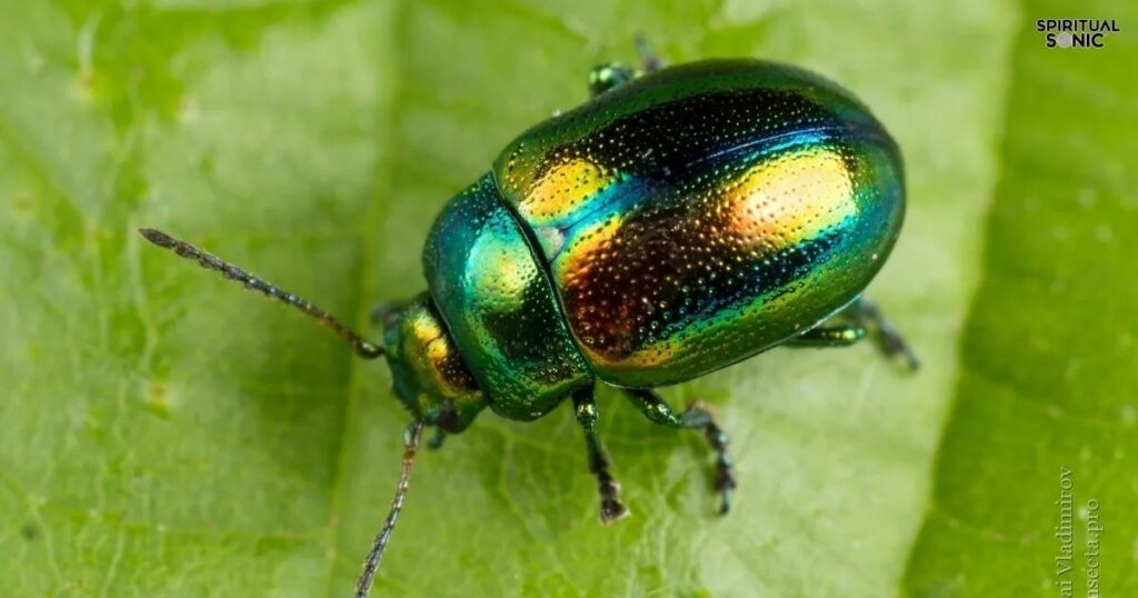 Spiritual Meanings of Green Beetles