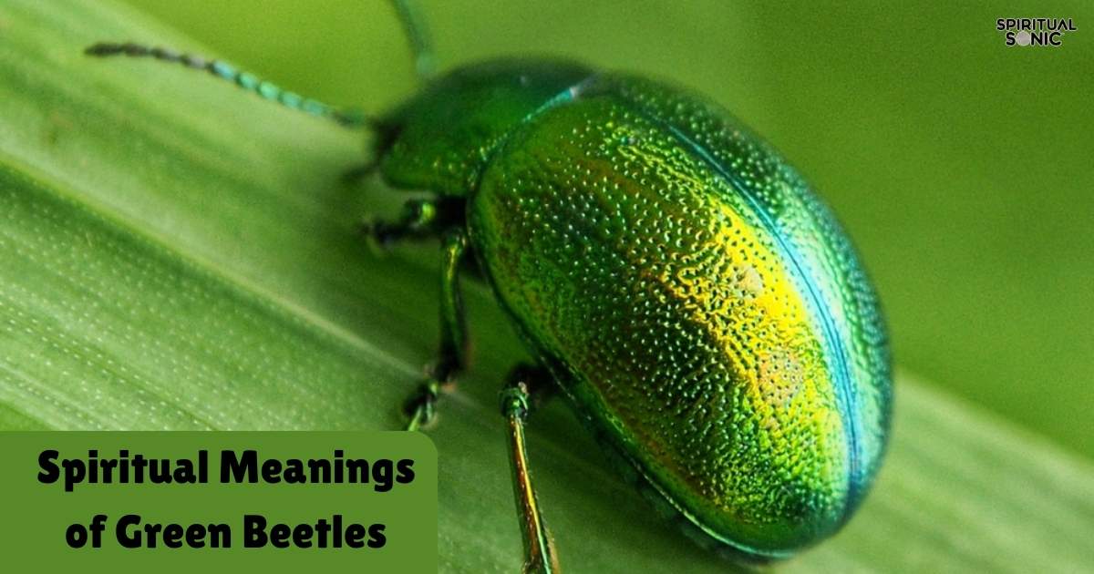 Spiritual Meanings of Green Beetles