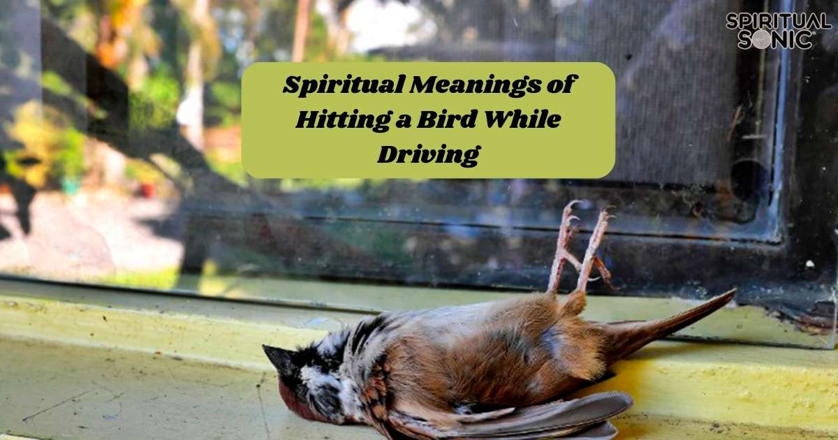 Spiritual Meanings of Hitting a Bird While Driving