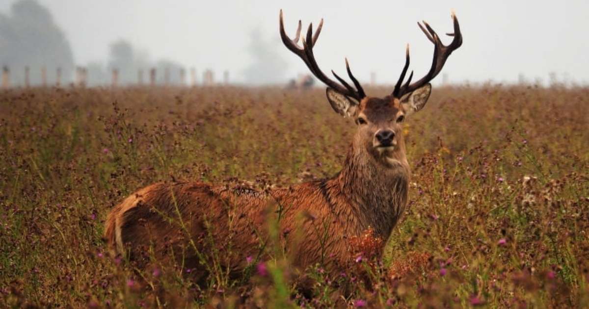 Spiritual Meanings of Hitting a Deer