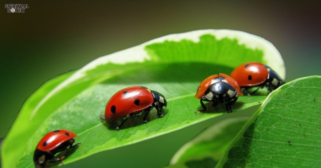 spiritual-meanings-of-ladybug-with-no-spots