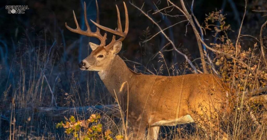 Spiritual Meanings of Seeing 3 Deer 