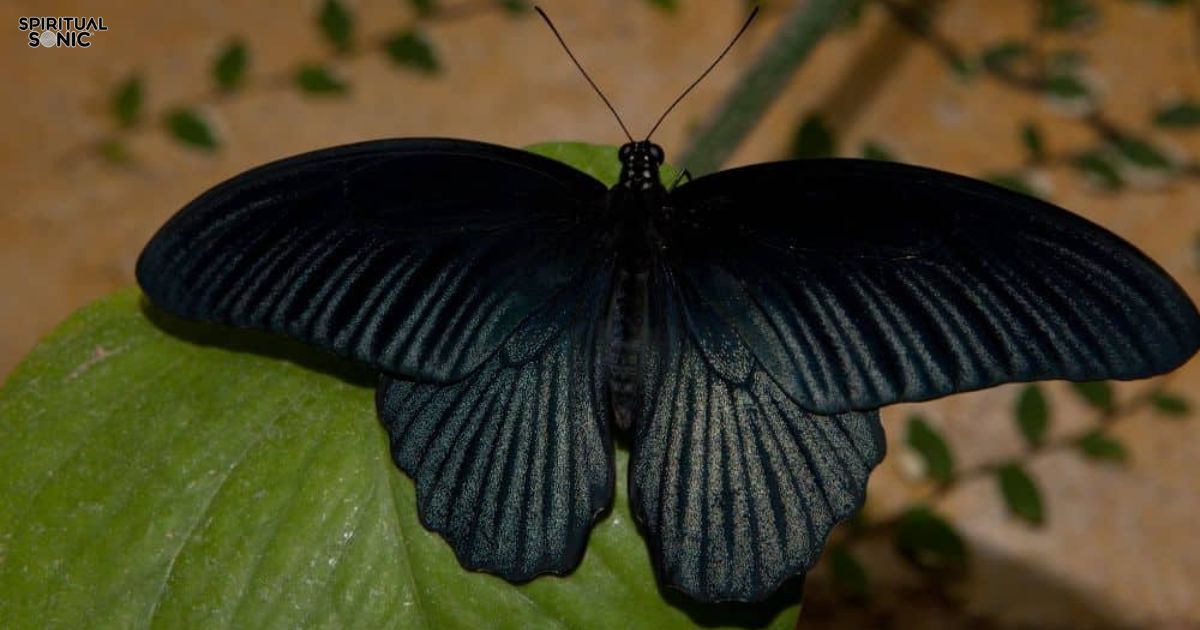 Spiritual Meanings of Seeing A Black Butterfly