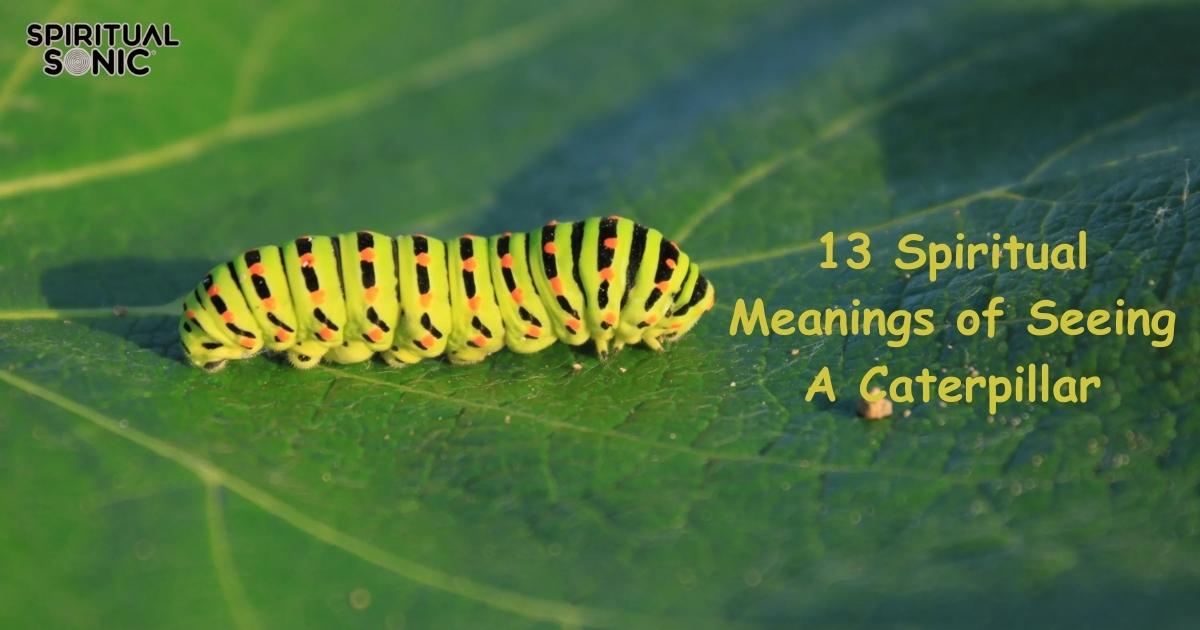 Spiritual Meanings of Seeing A Caterpillar