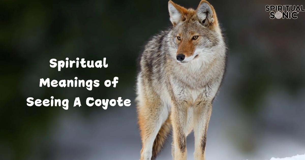 Spiritual Meanings of Seeing A Coyote