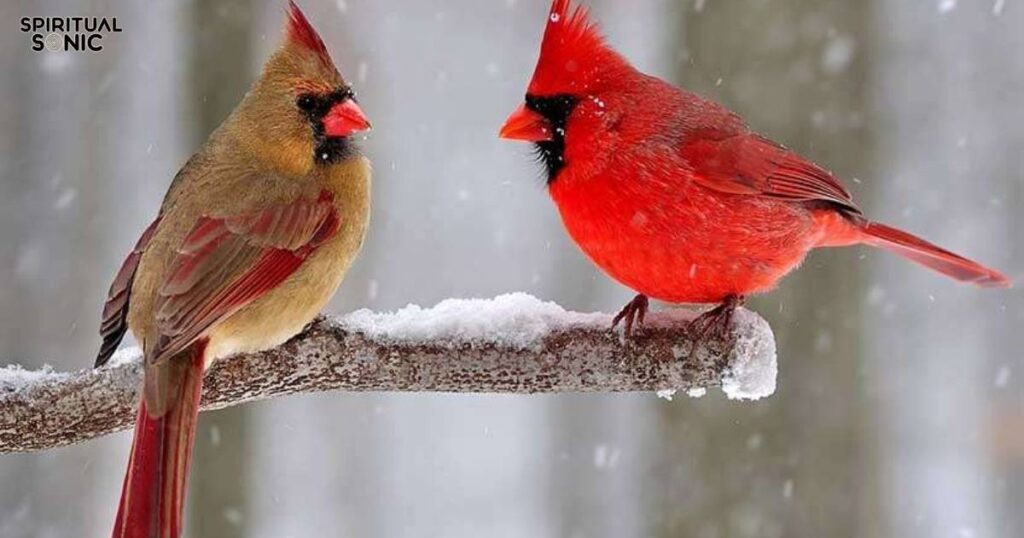 Courage and Truth Seeing a Cardinal