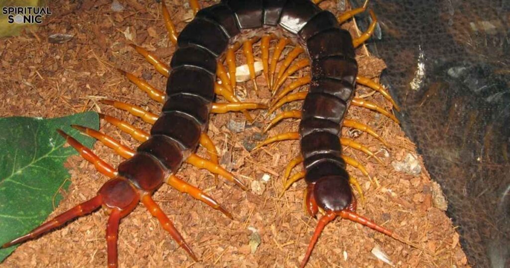 Spiritual Meanings of Seeing a Centipede