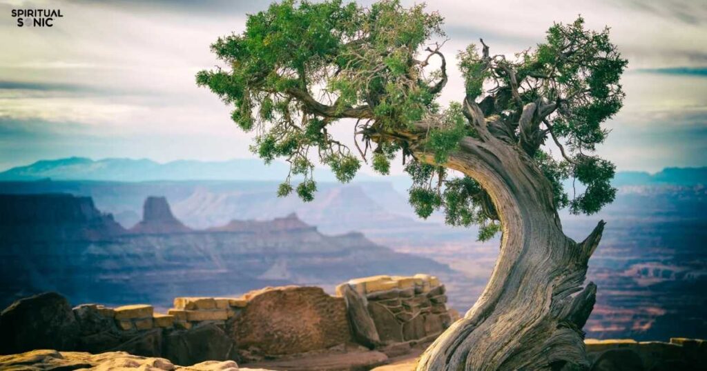 Spiritual Meanings of Seeing a Tree Falling 