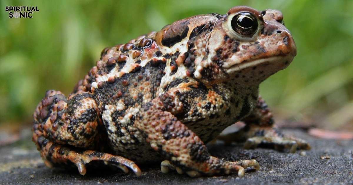 Spiritual Meanings of Toads