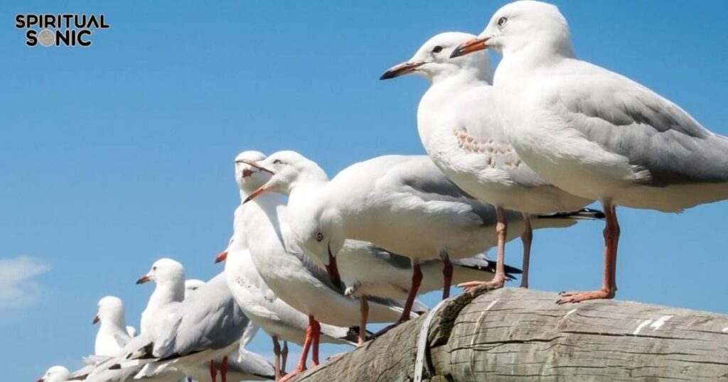 Spiritual Meanings of White Crane