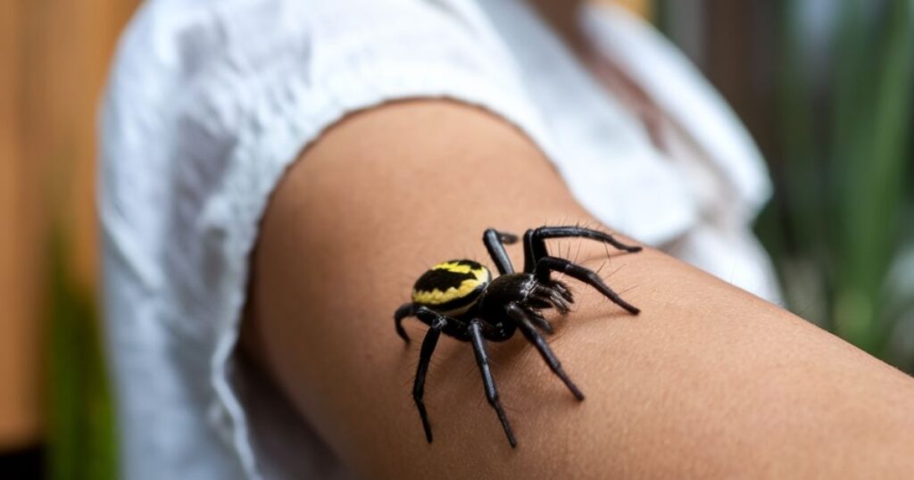 Spiritual Significance of Spiders Crawling on You