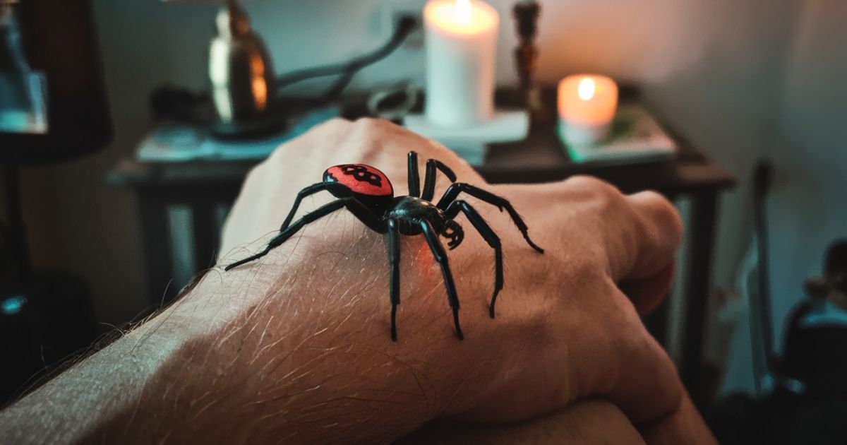 Spiritual Significance of Spiders Crawling on You