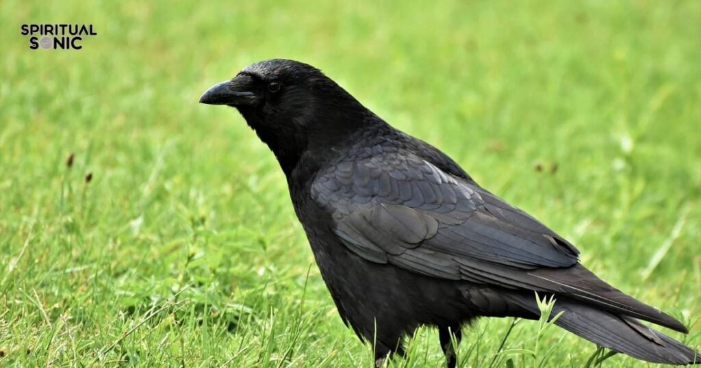 Spiritual Symbolism of Crows