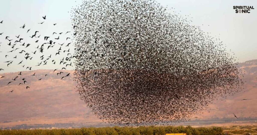 Starling Bird Spiritual Meanings