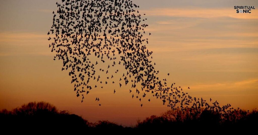 Starling Bird Spiritual Meanings Joy and the Celebration