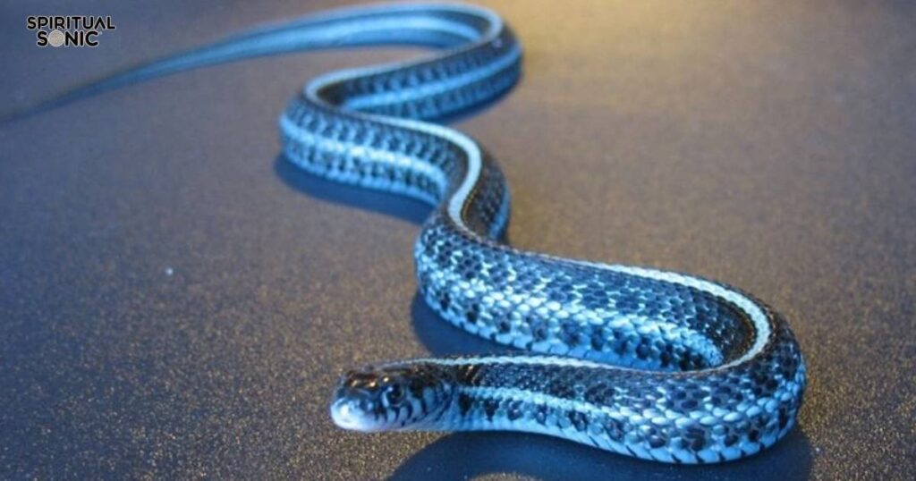 Symbolism of Garter Snake