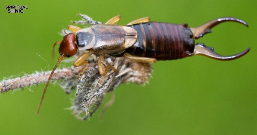 The Significance of Community Of Earwigs