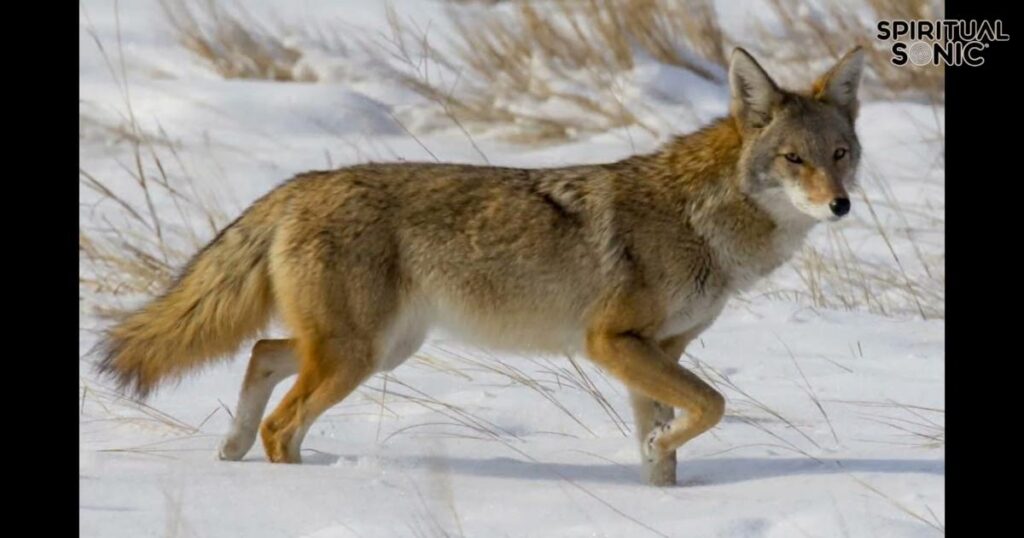 The Spiritual Interpretation of Coyotes