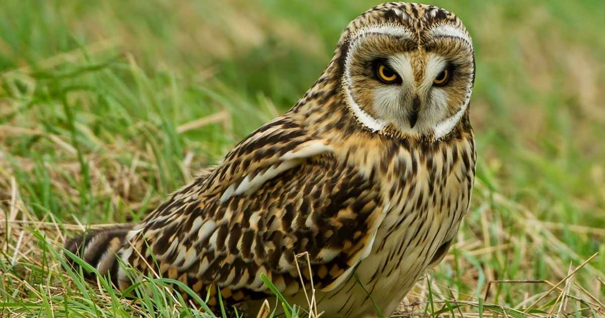 The Spiritual Meaning of Seeing an Owl