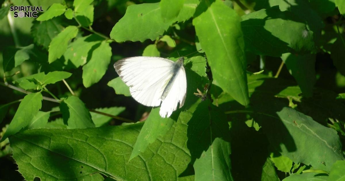 spiritual meaning of seeing a white butterfly