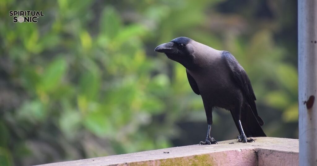 Time-Specific Spiritual Meanings of Crow Cawing