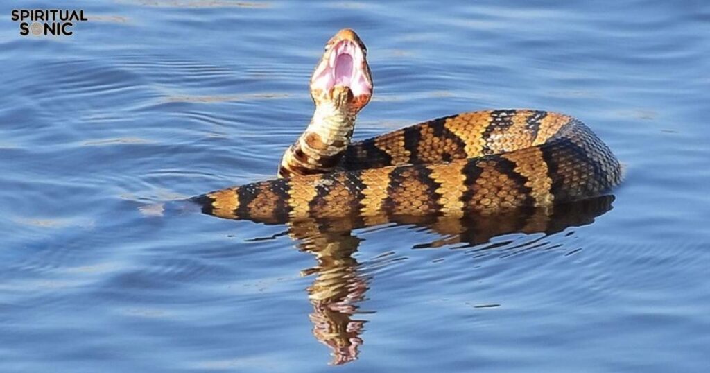 Water Snakes Like Cottonmouths