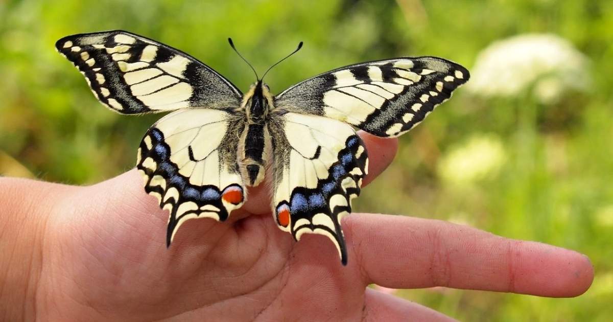 What Does It Mean Spiritually When a Butterfly Lands on You