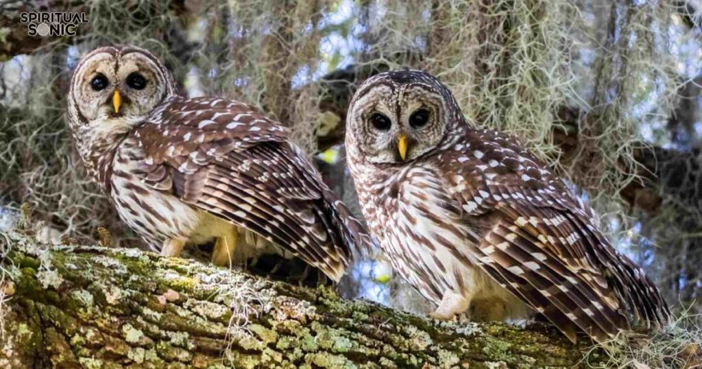 What Does It Mean if a Barred Owl Visits You Repeatedly 