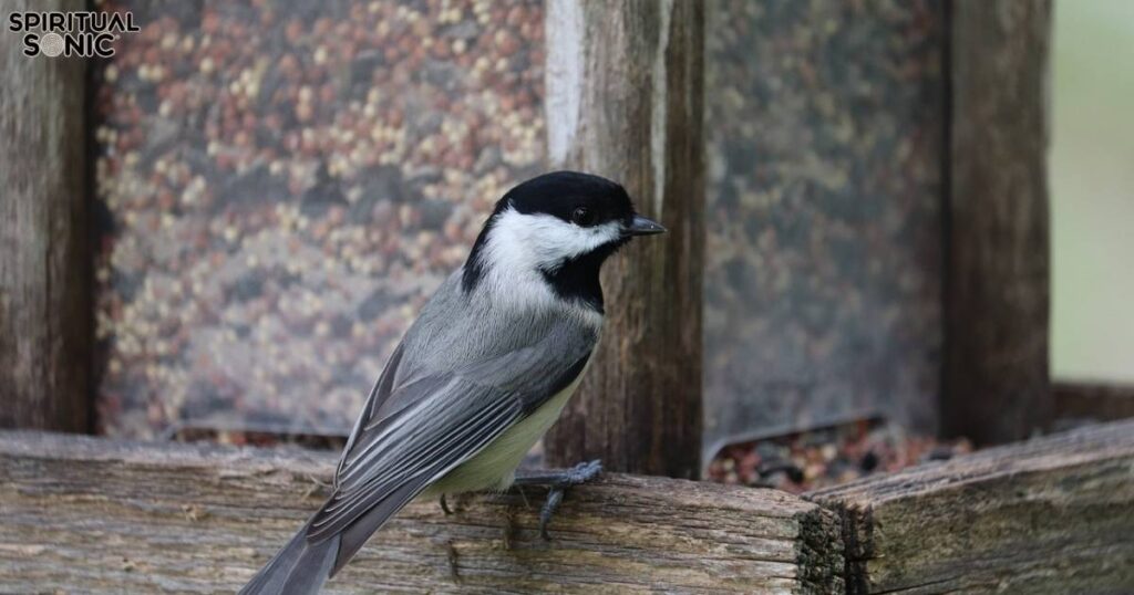 When a Bird Chooses You What It Might Mean