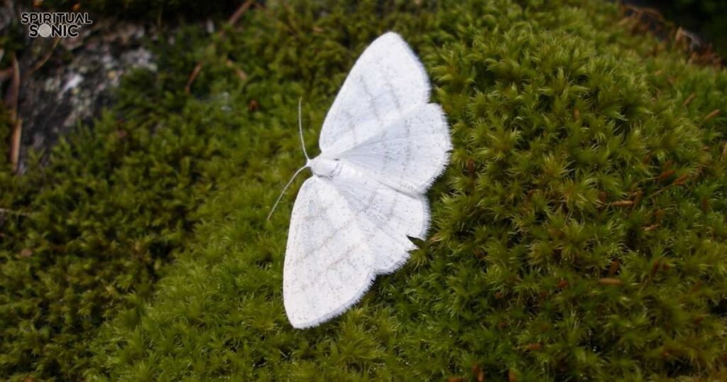 White Butterfly