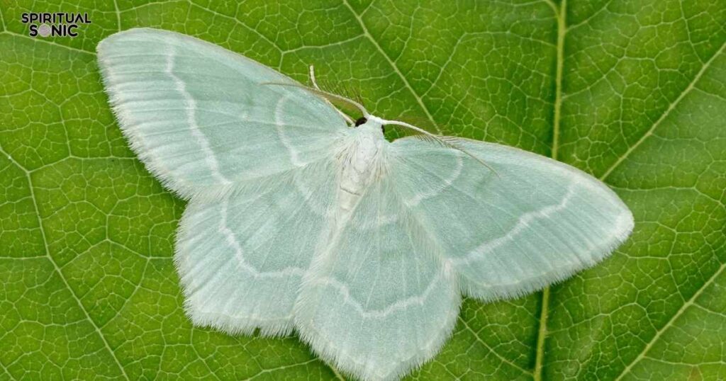 White Butterfly Totem, Spirit, and Power Animal