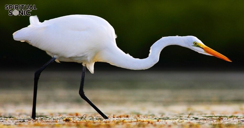 White Crane Totem, Spirit, and Power Animal