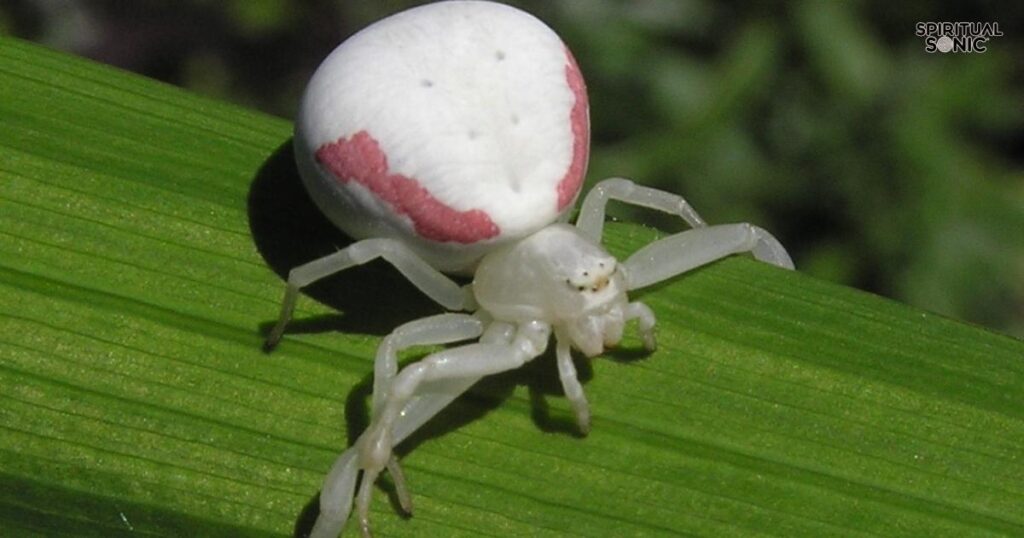 White Spider as a Messenger