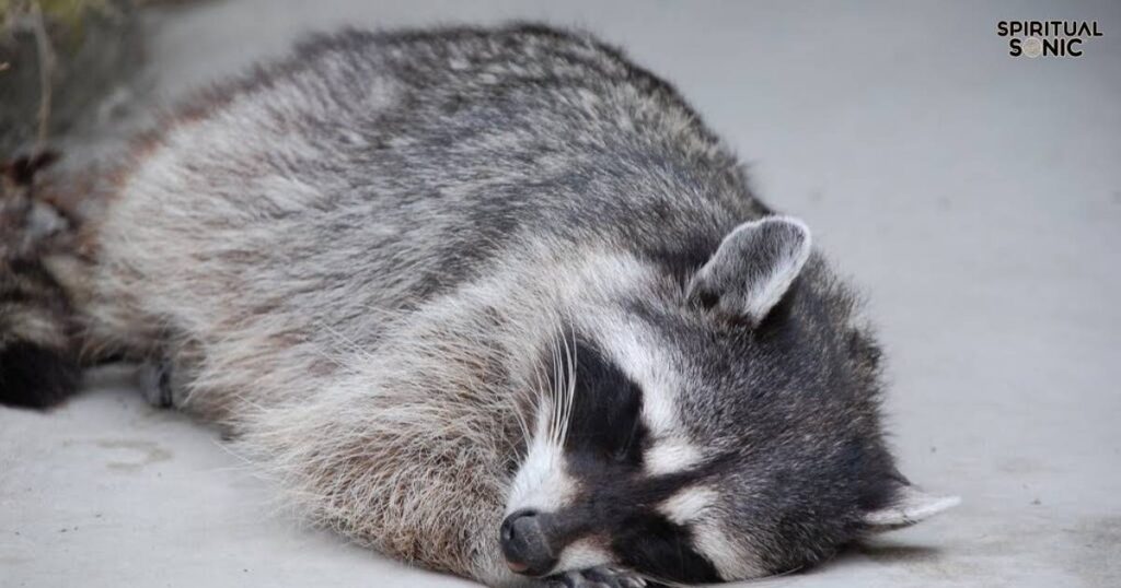 dead-raccoon-spiritual-meaning