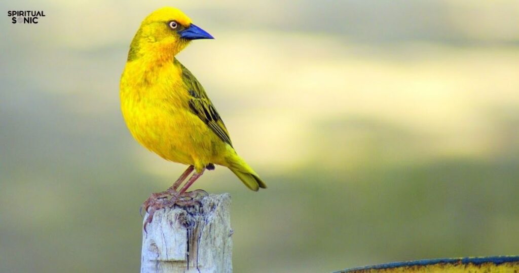 seeing yellow bird spiritual meaning 