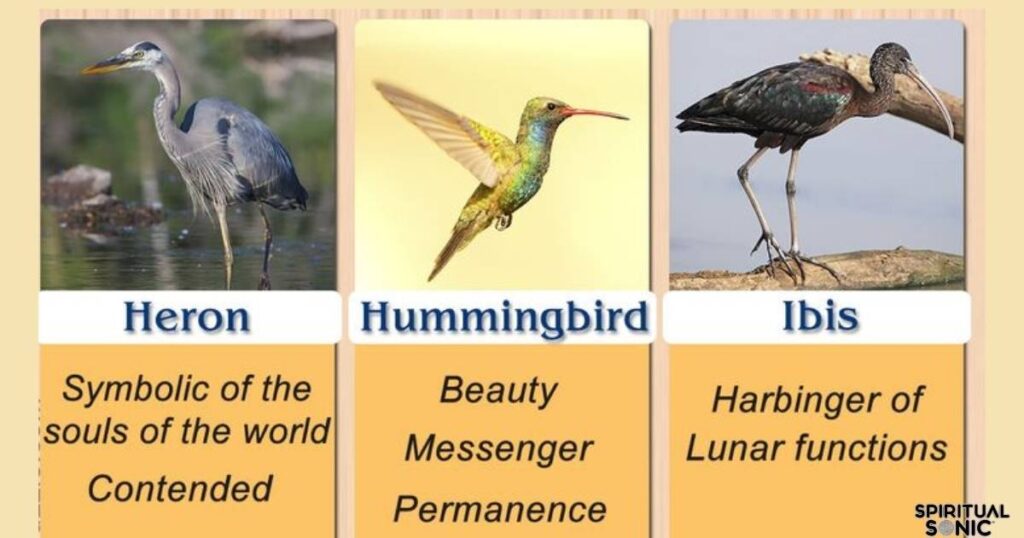 spiritual Meaning for Different Species of Birds