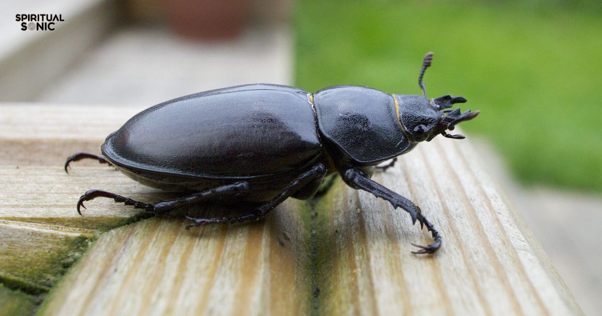 _Black Beetle Spiritual Meaning