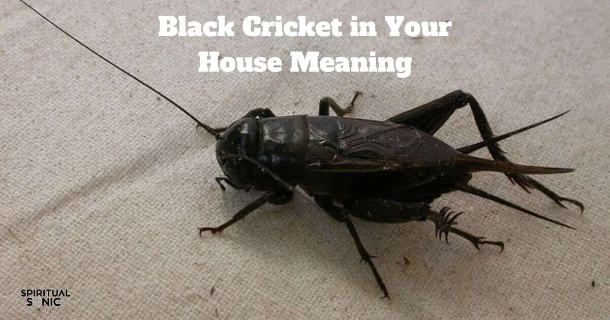 Black Cricket in Your House Meaning