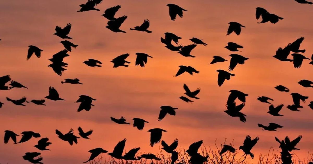 Crows Gathering In Large Numbers Spiritual Meanings