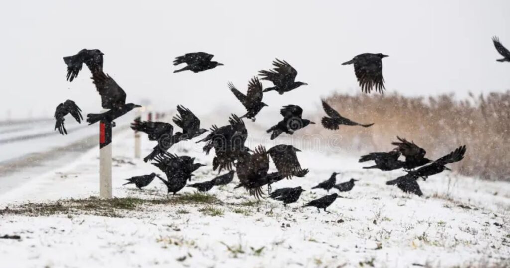 Crows gathering 5