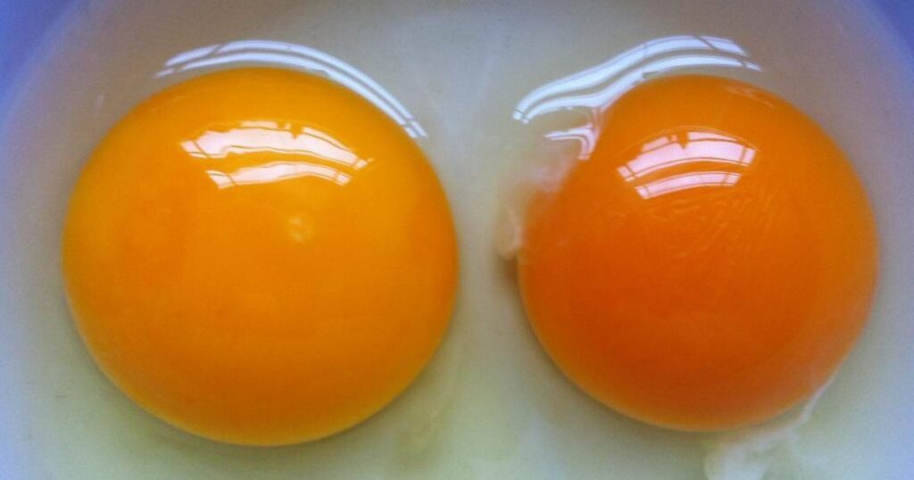 Double Yolk Egg 4