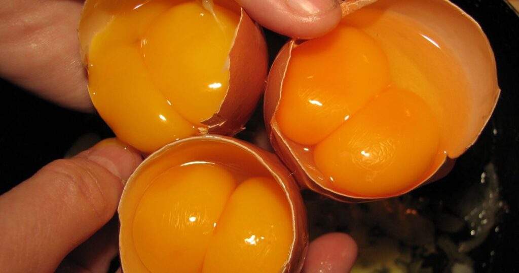 Double Yolk Egg 5